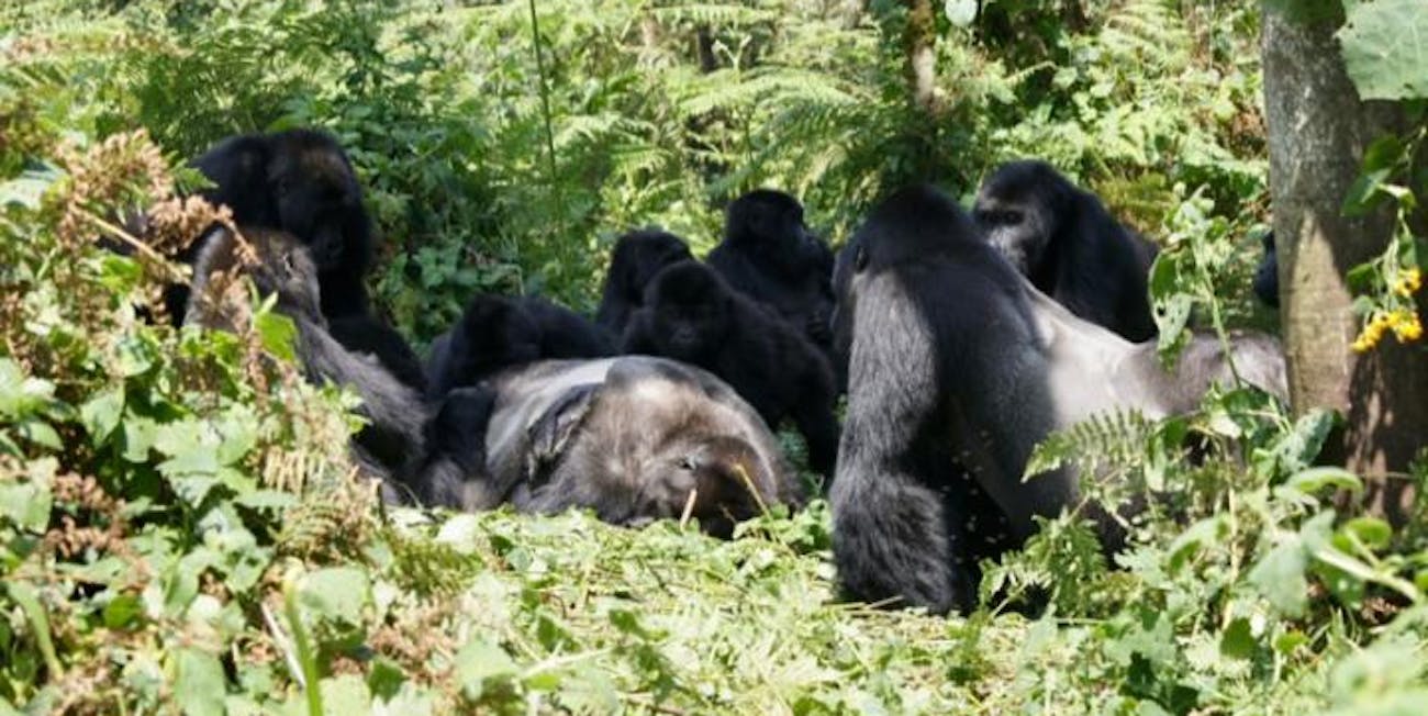 gorillas, death