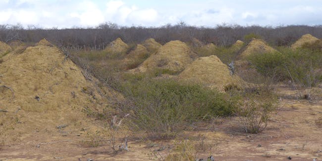 termite mound