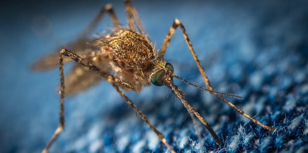 mosquitos