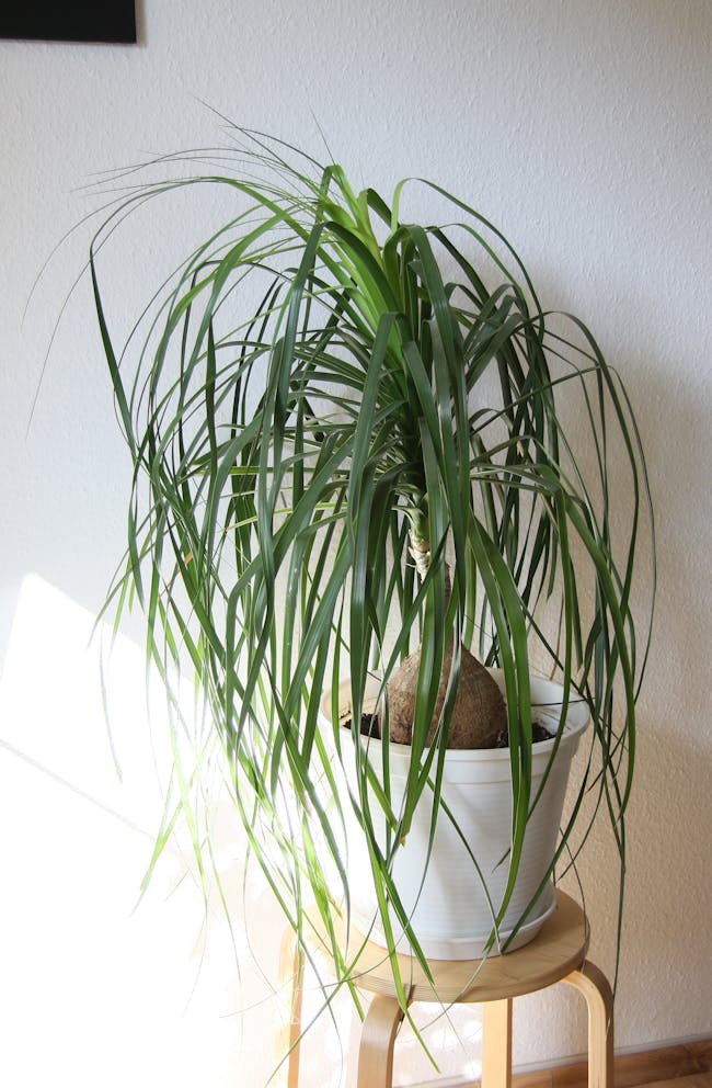 Elefantenfuß (Beaucarnea recurvata)