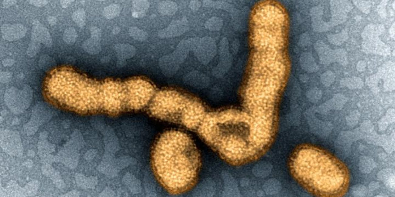 Scientists found a way to mutate the flu virus to weaken its defenses.