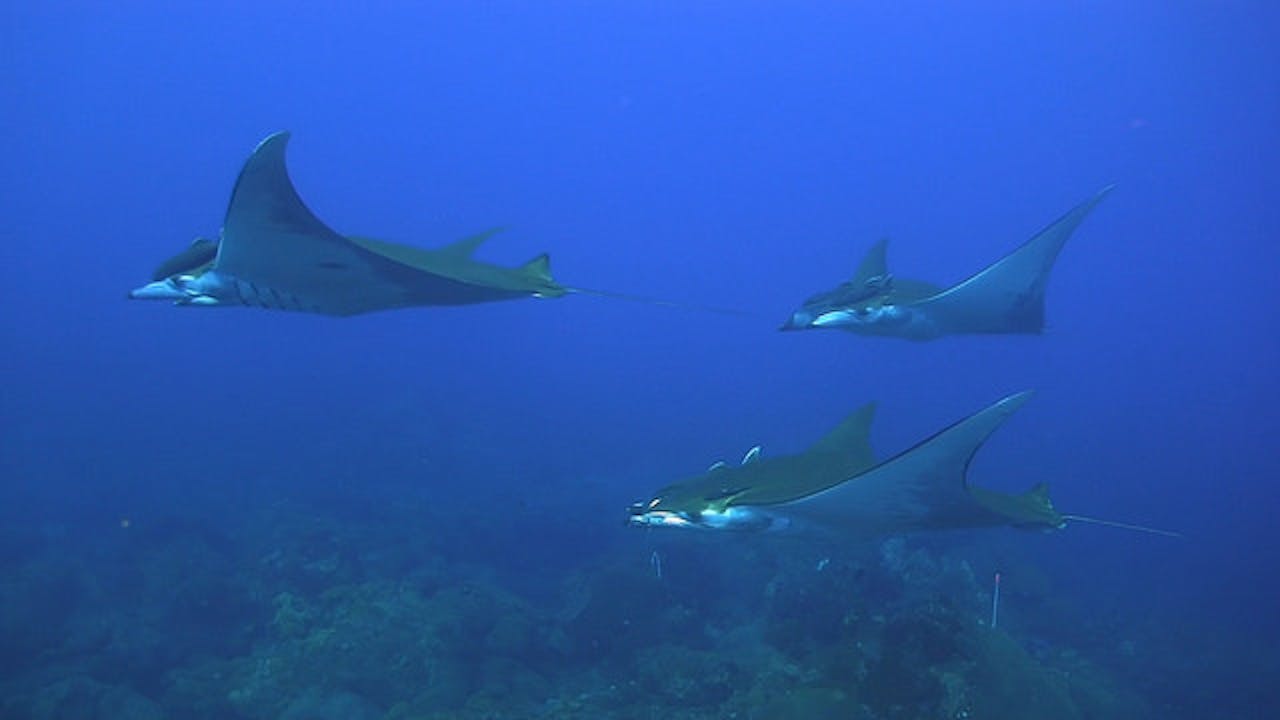 Video of Giant Manta Ray in Texas Baffles Internet But Not Researchers
