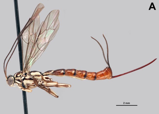 Clistopyga isayae, like other membrs of its genus, has a wild looking ovipositor, an adapted stinger through which it lays eggs.