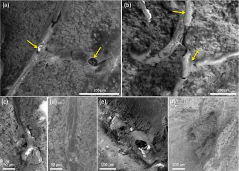 Environmental scanning electron microscopy images of tubular structures on the exterior of the Bexhill iguanodontian cranial endocast and within the outer laminar layer, interpreted here as meningeal blood vessels.