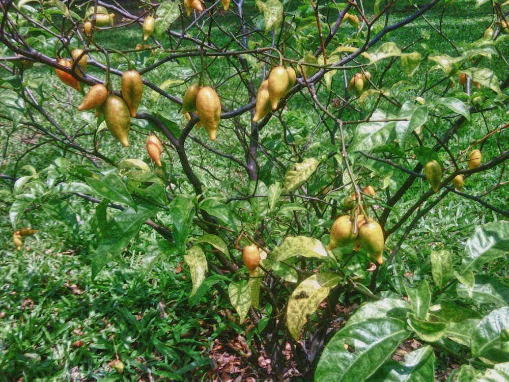 The iboga tree.