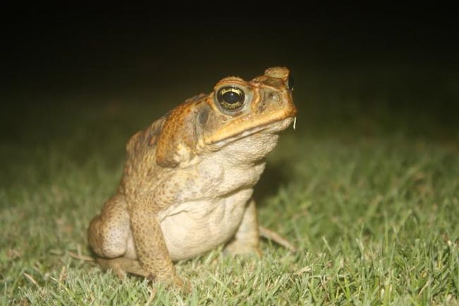 cane toad