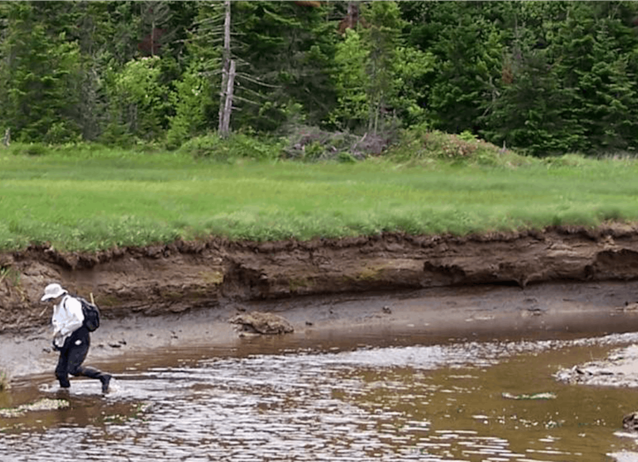 Ten feet (3 meters) of carbon-rich soil accumulation along Dipper Harbour, Bay of Fundy, New Brunswick, Canada, has been radiocarbon dated to have accumulated over 3,000 years.