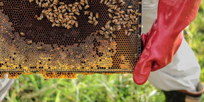 Managed honeybee hives are hotbeds for viruses, and while these diseases are spreading to wild bumblebees, it's not clear what effect this spread is having.