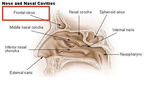 frontal sinus