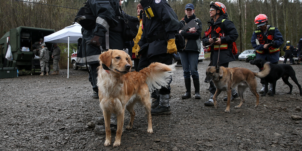 What Cadaver Dogs Are Sniffing For When They Look For A