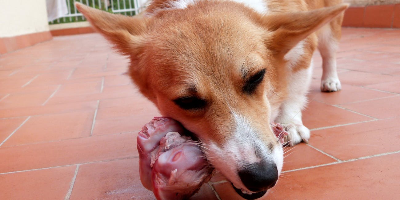 dog eating meat