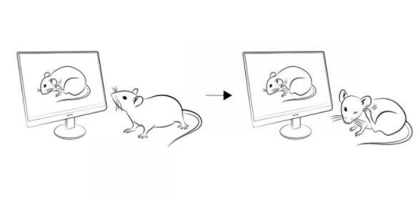 When researchers showed a mouse a video of another mouse scratching, the live mouse began scratching, too.