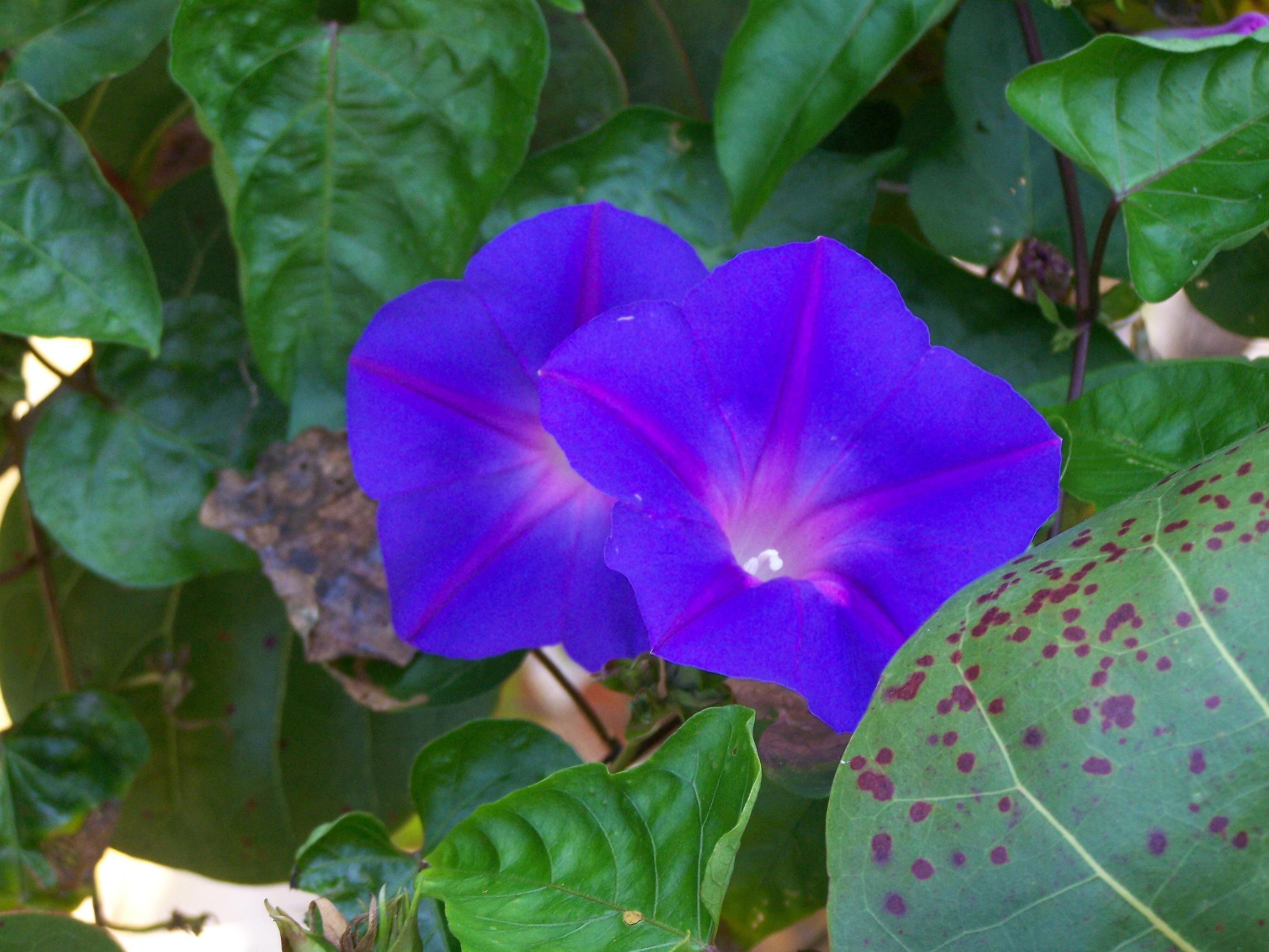 why-chewing-morning-glory-seeds-gets-you-high-inverse