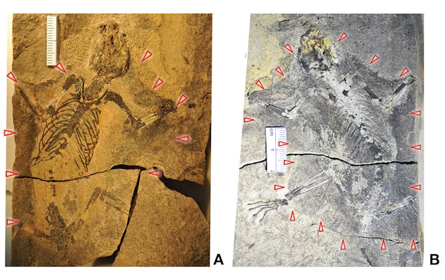 vilevolodon