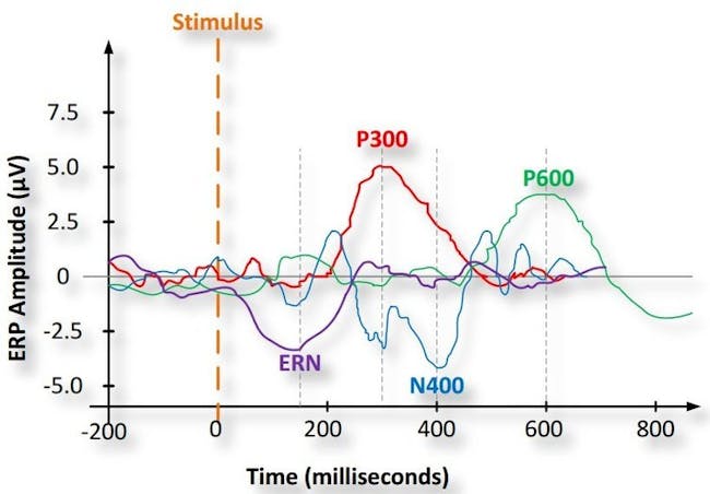event related potentials