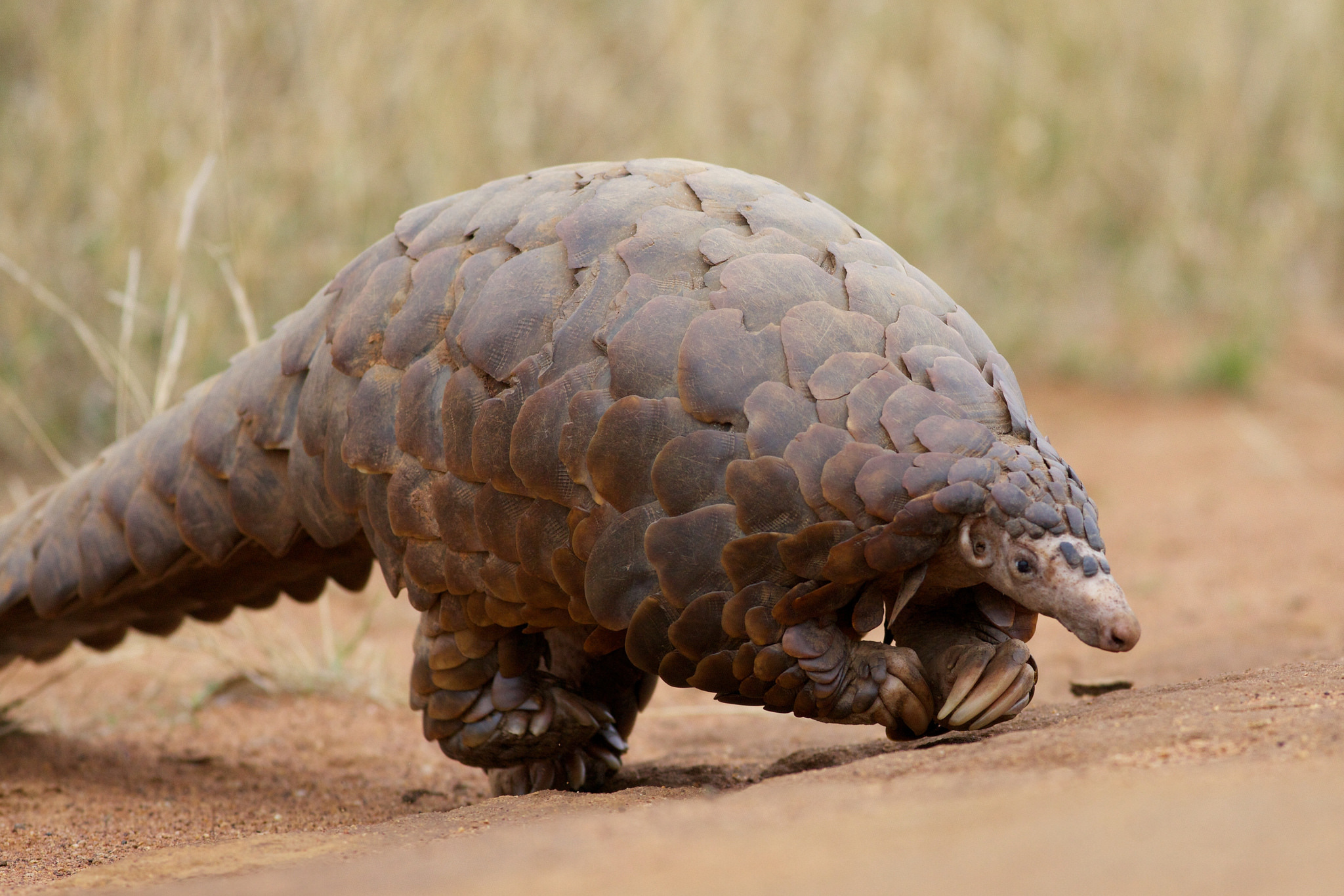 The Pangolin Is Scaly, Weird, Cute, And The Most Poached Mammal On ...