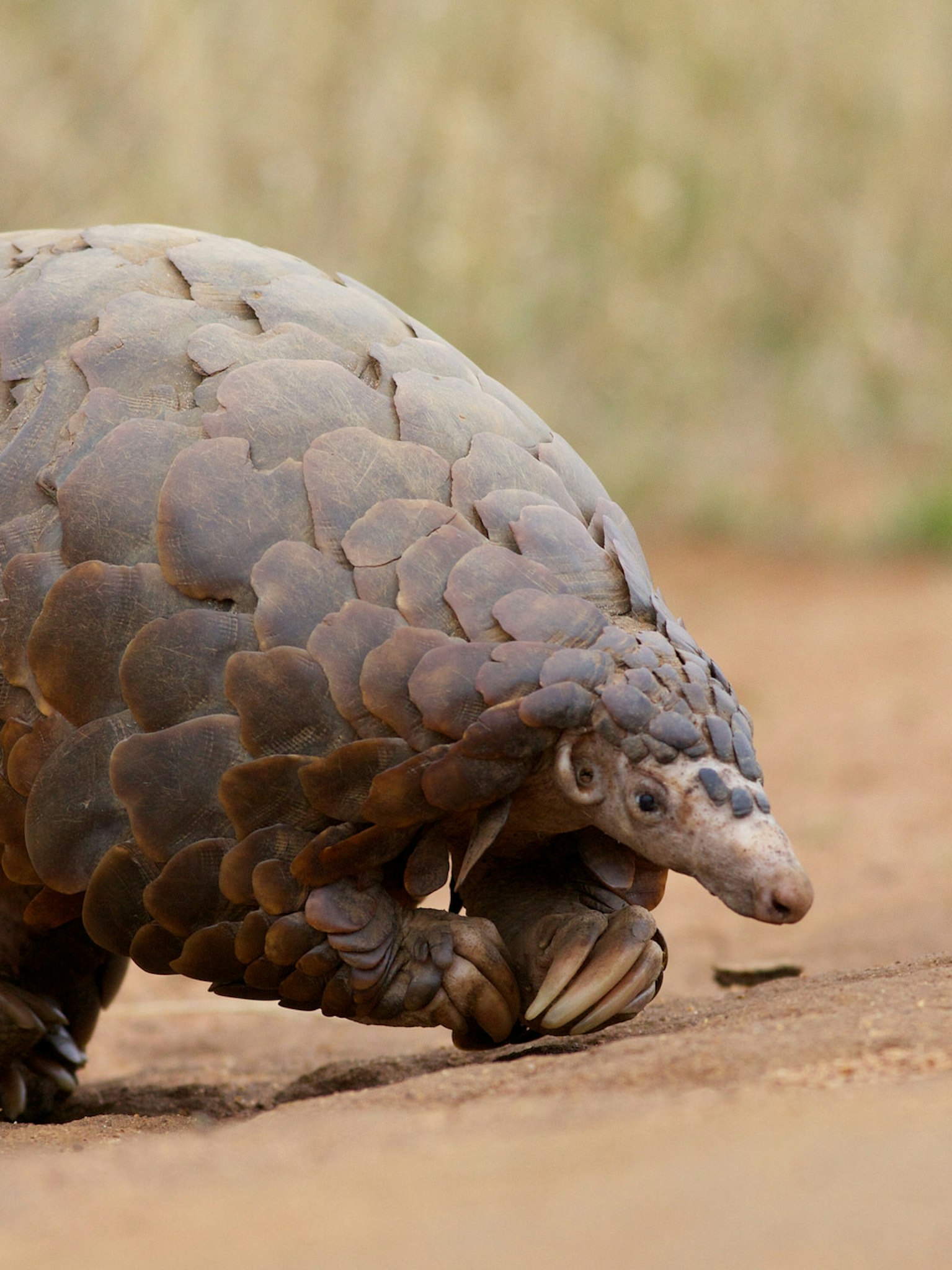 The Pangolin Is Scaly, Weird, Cute, and the Most Poached Mammal on Earth | Inverse