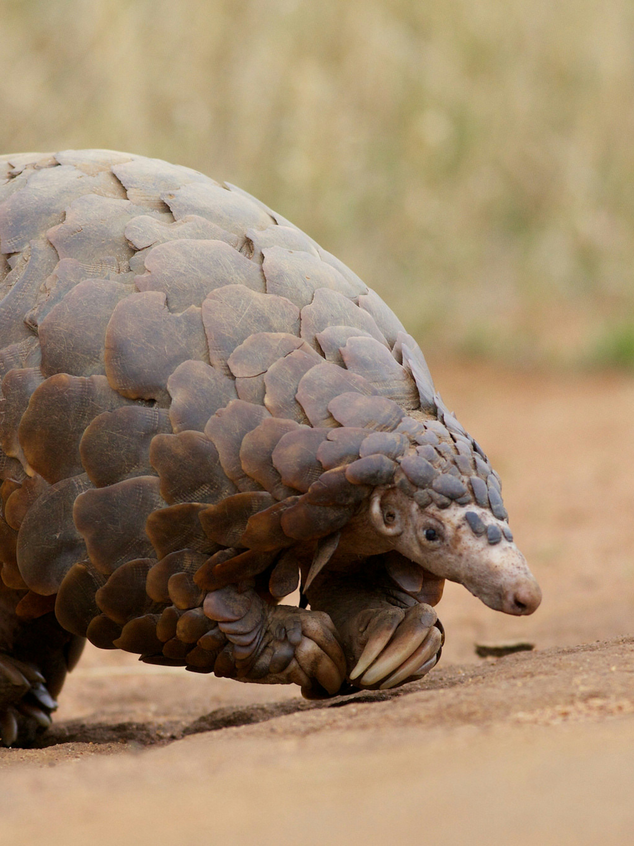 The Pangolin Is Scaly, Weird, Cute, and the Most Poached Mammal on Earth | Inverse2046 x 2730