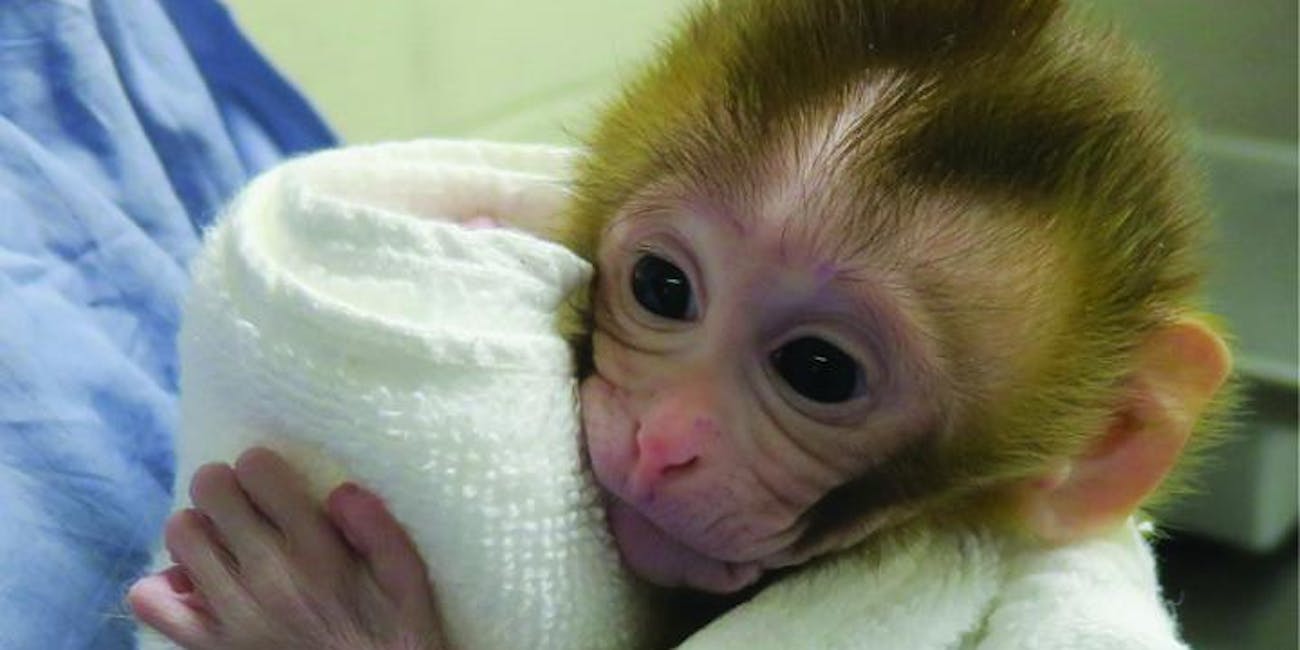 Grady, rhesus monkey