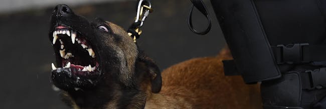 The Cia Did The Internet A Heckin Frighten With These