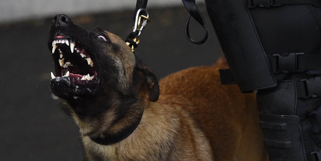 BELFAST, NORTHERN IRELAND - JULY 14: A police dog barks at fans as trouble erupts in the Linfield supporters section after Leigh Griffiths of Celtic tied a Celtic scarf onto a goalpost following the Champions League second round first leg qualifying game between Linfield and Celtic at Windsor Park on July 14, 2017 in Belfast, Northern Ireland. (Photo by Charles McQuillan/Getty Images)