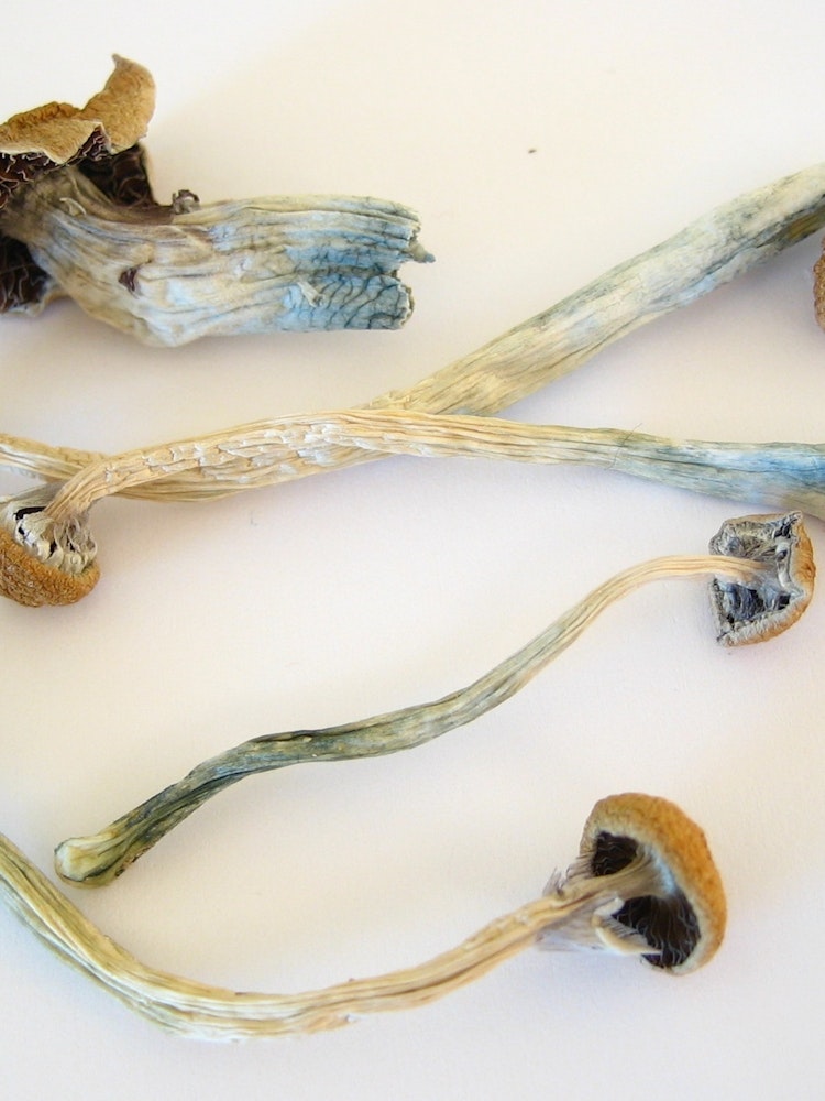 Magic Mushrooms Found To Work As Anti Depressants Inverse
