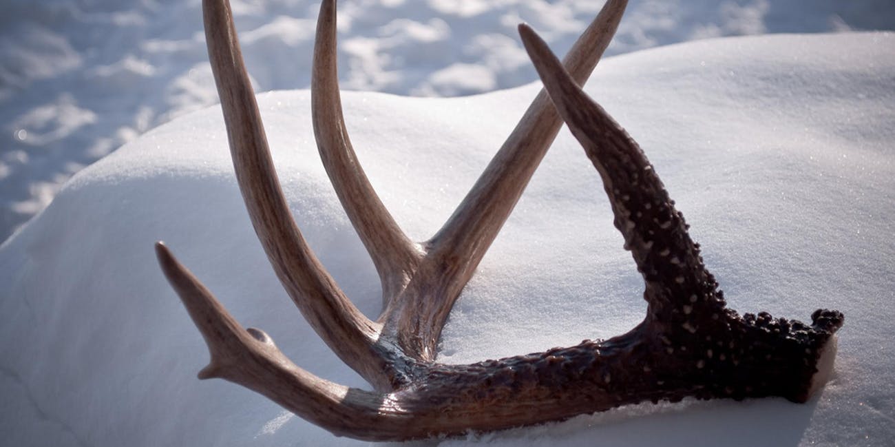 deer shed antlers this