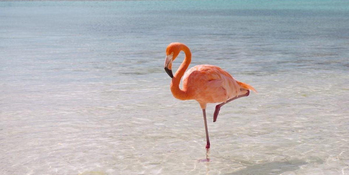 Image result for flamingo holding up its leg