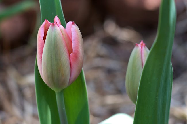 It's Tulip Time
