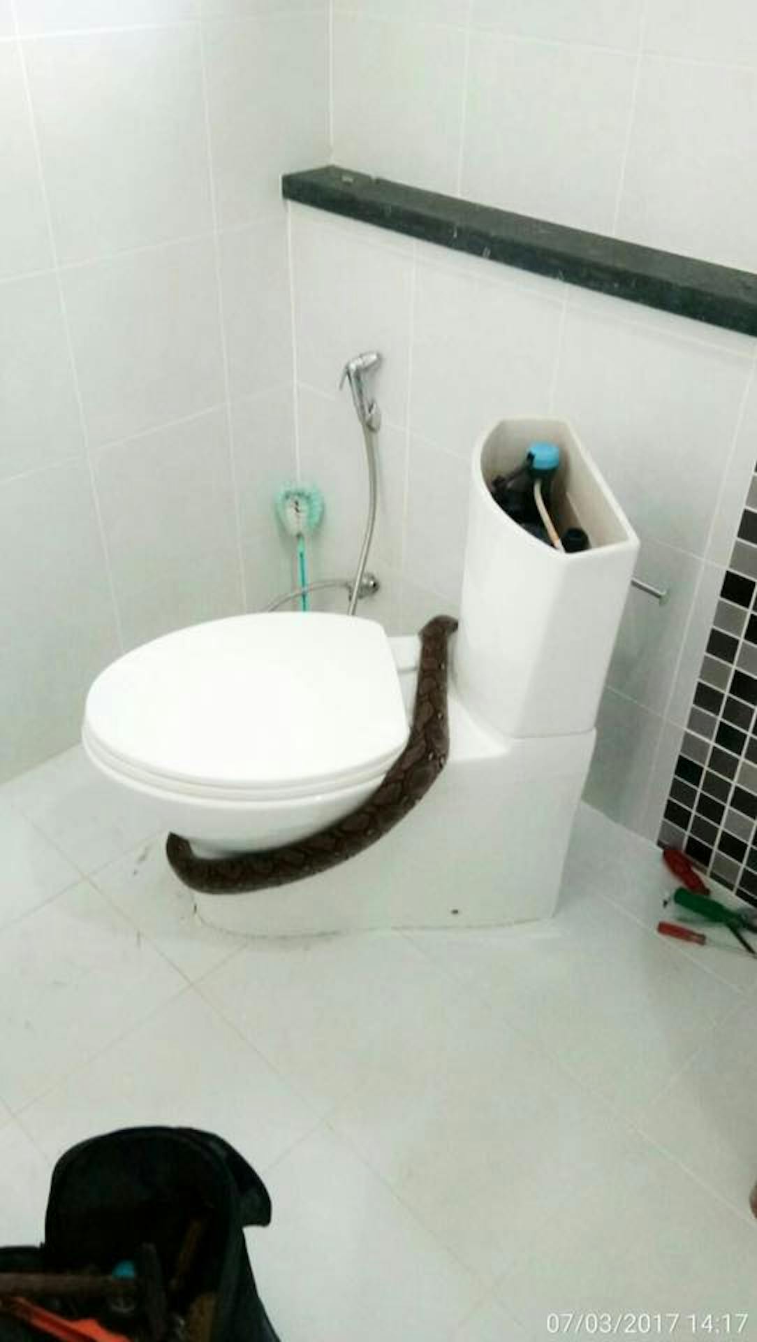 Why are Snakes Showing Up in People's Toilets in Bangkok? Inverse