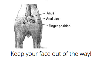 anal fuck horse bestiality porn