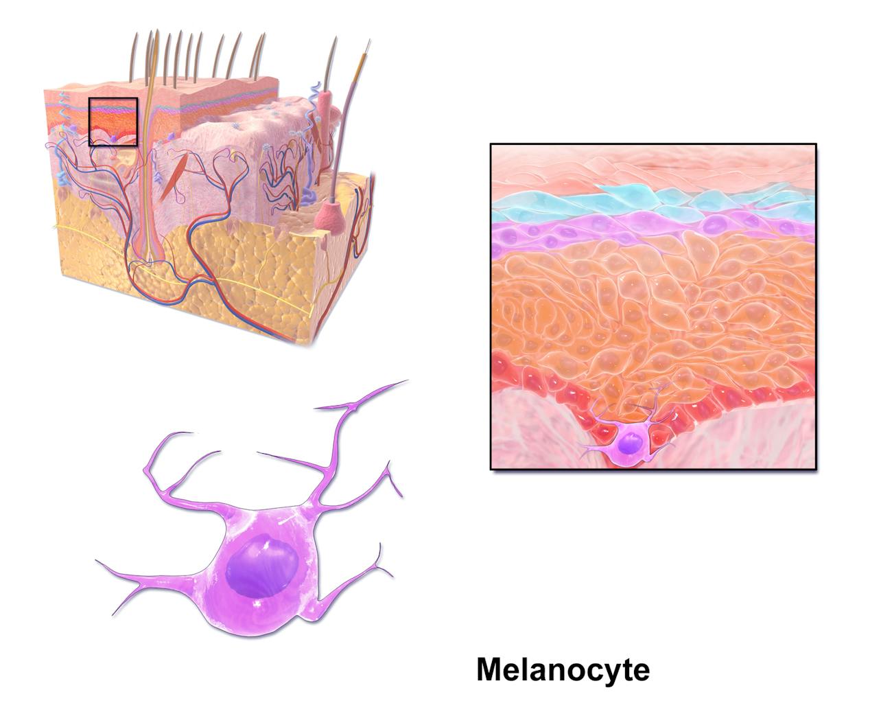melanocyte tan