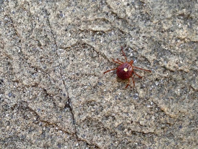lone star tick