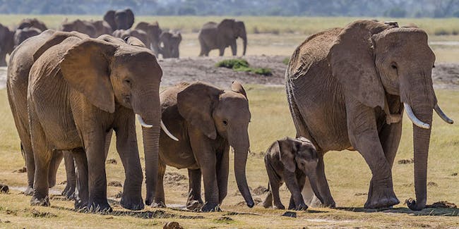 Elephants