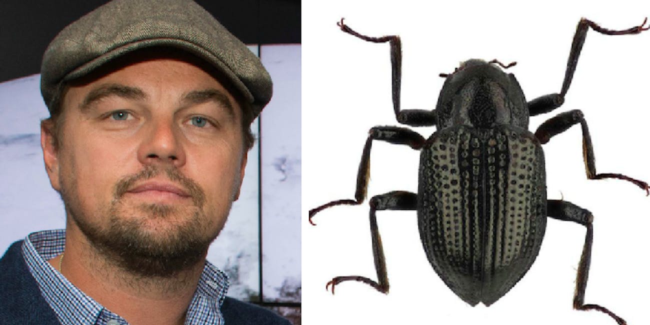 Leonardo Dicaprio and his namesake beetle.
