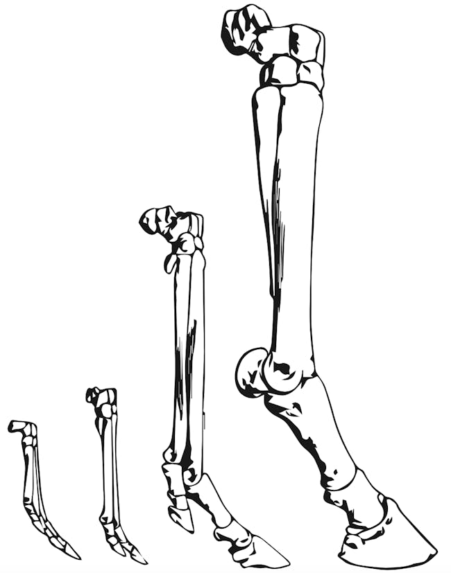 horse toes