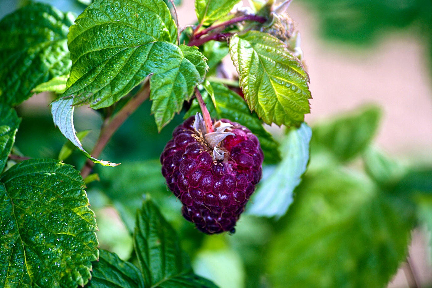 The black raspberry more formally known as Rubus occidentalis.