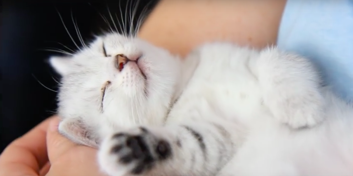 Why Do Cats Bond With Humans Why Do Cats Bond With Humans