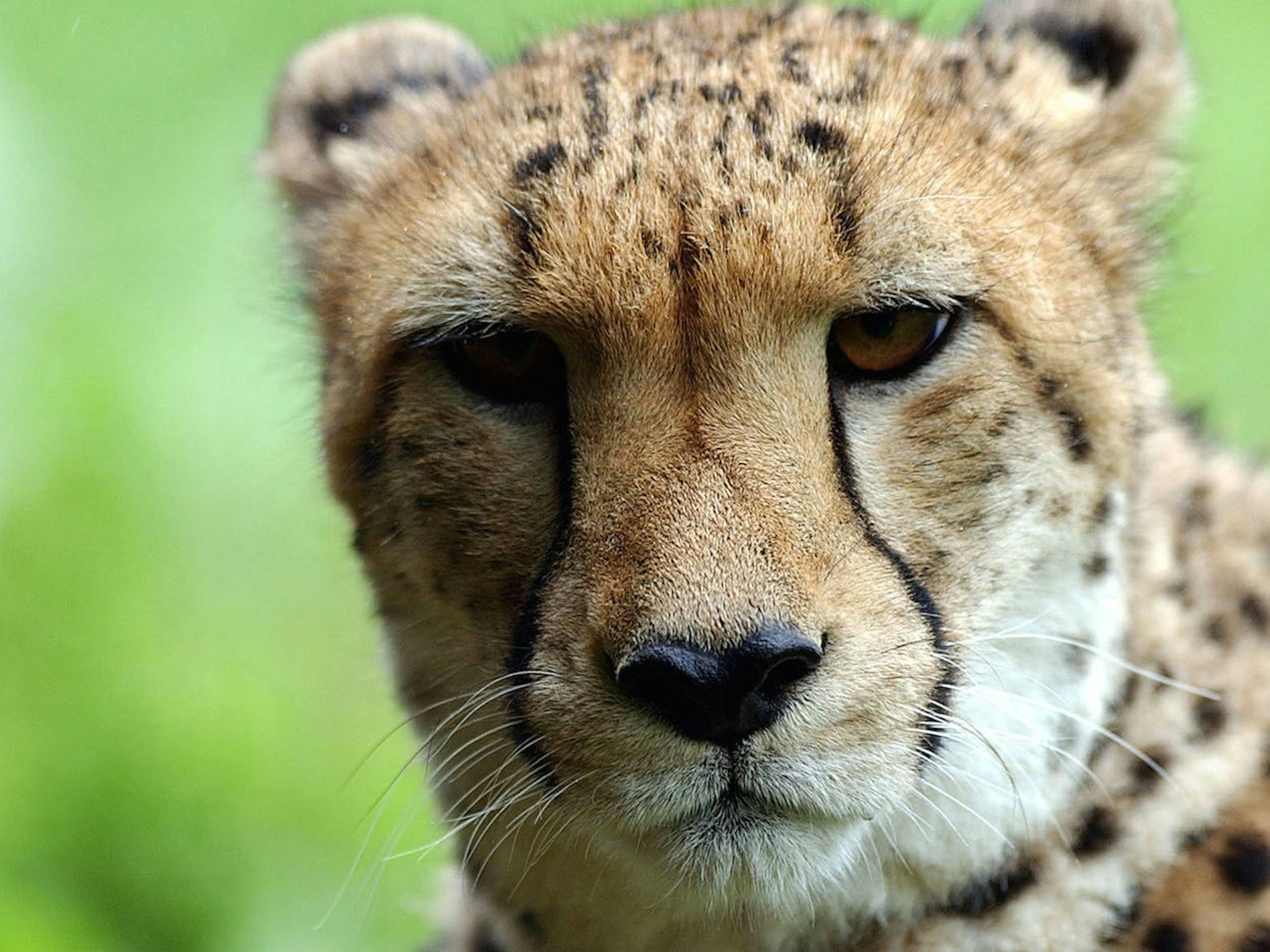 The Internet Is Strangely Chill about MIT's Scary-Ass Cheetah Robots