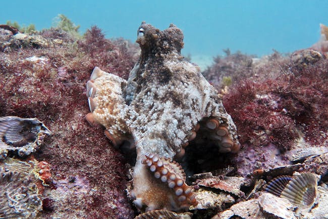gloomy octopus