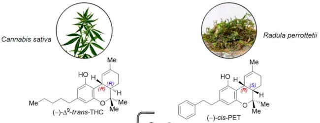 THC (left) is not that different from cis-PET (right), which is found in some species of liverwort.