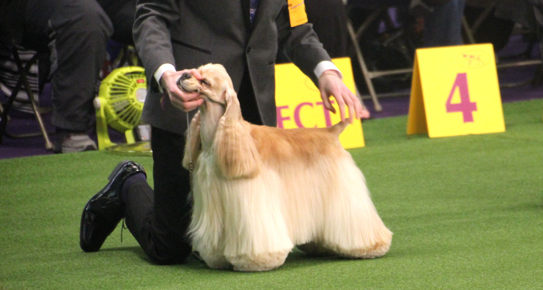 Show Dog