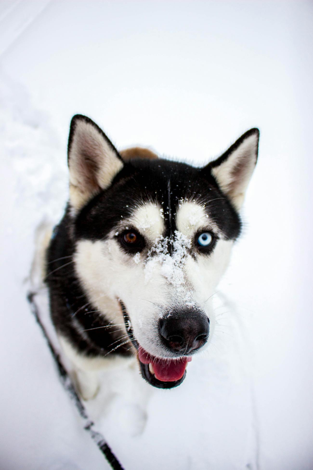 husky