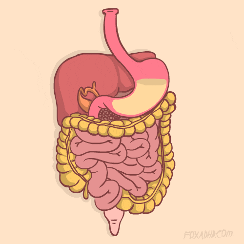   digestive system 