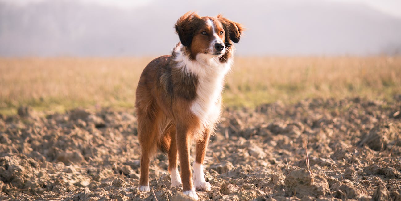 dog dogs loyal good boy