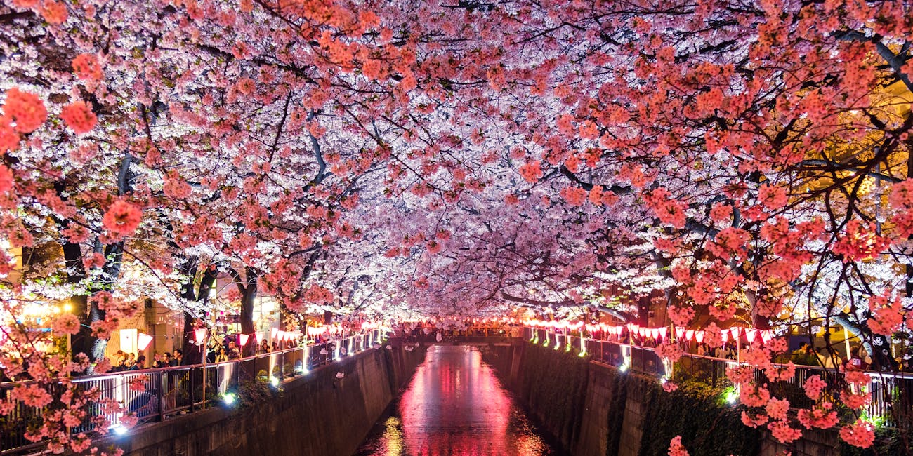 Cherry Blossoms in Japan
