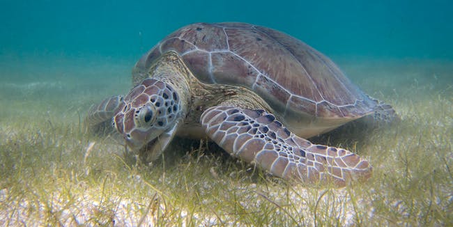 Green Sea Turtle grazing seagrass