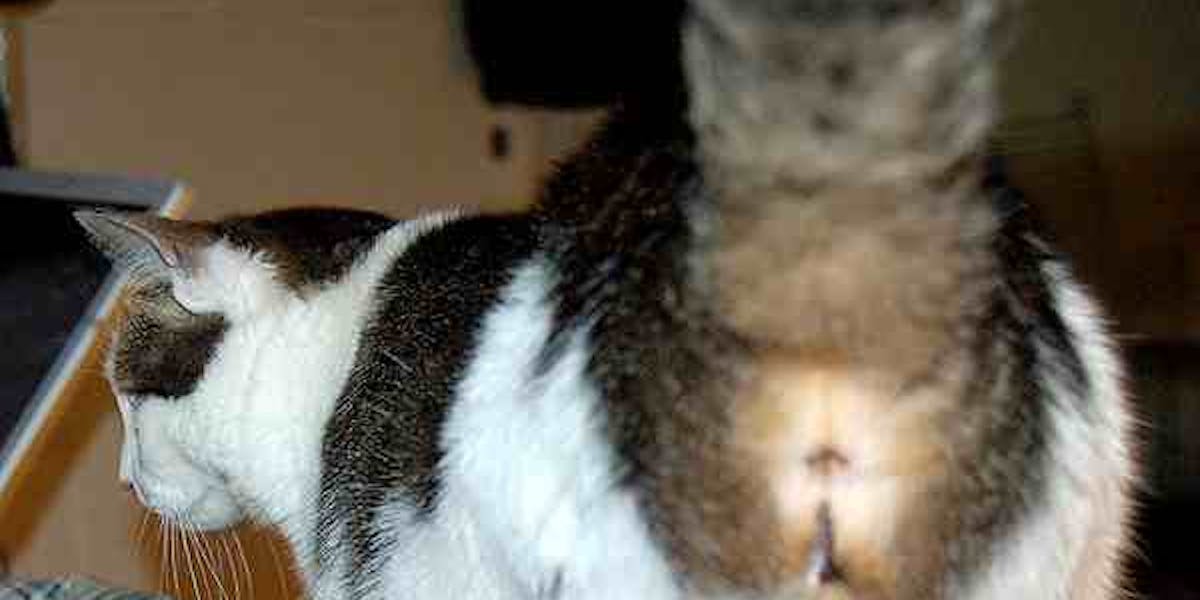 Why Do Cats Show You Their Butts? A Scientist Explains Inverse