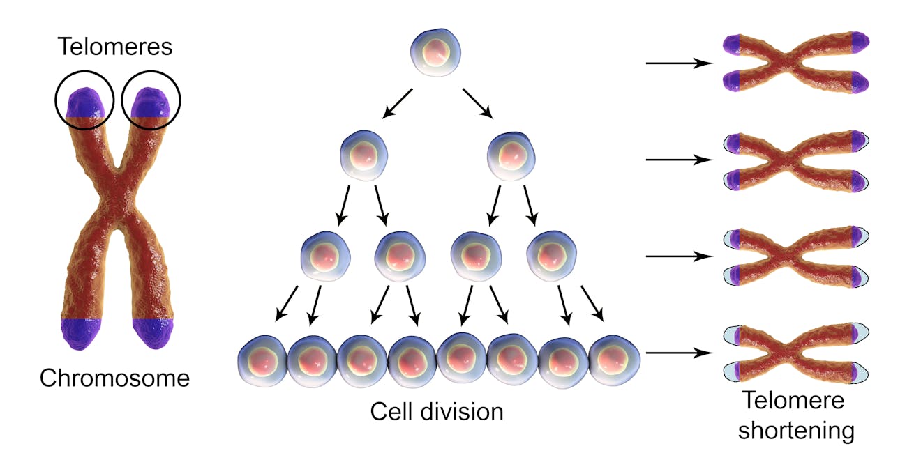telomeres