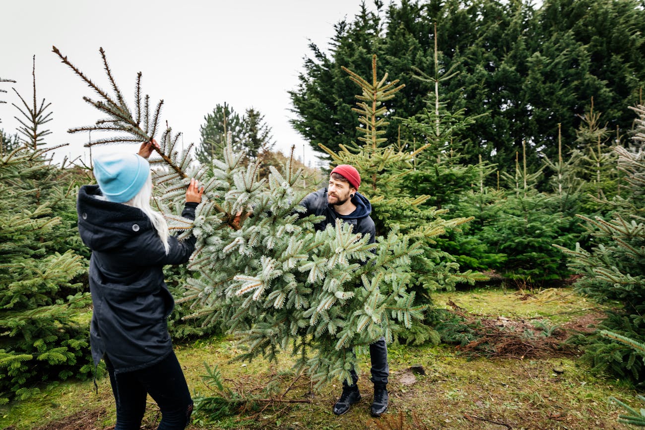 christmas tree farm